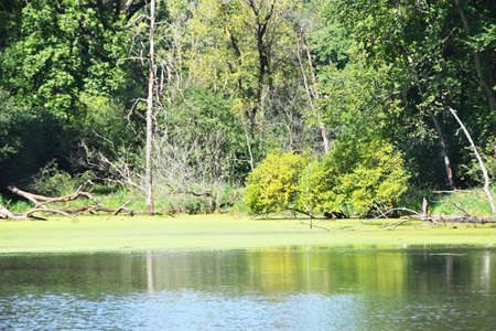 Reflection of Trees in Waterの写真素材