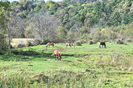 Four Horses in Pastureの写真素材