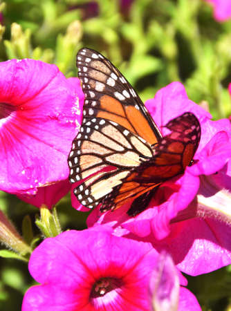 Monarch Butterfly on Flowerの写真素材