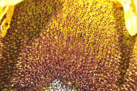 Sunflower Close-upの写真素材