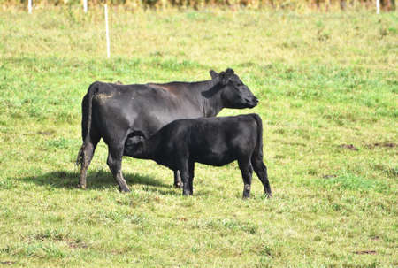 Angus Cow and Calfの写真素材