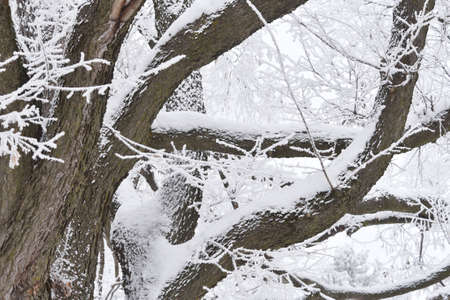 Frost on the Tree Limbsの写真素材