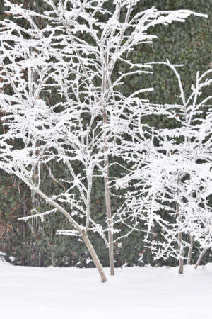 Frost on the Small Treeの写真素材