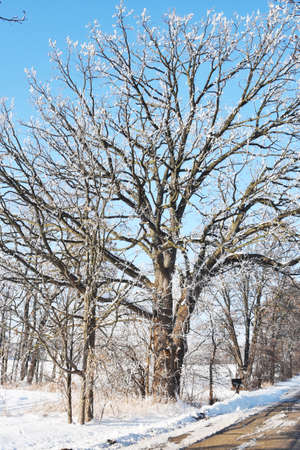 Frost on the Big Treeの写真素材