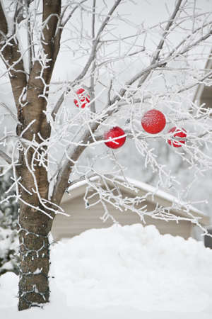 Ornaments on Outdoor Treeの写真素材