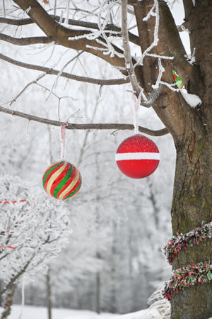 Ornaments on Outdoor Treeの写真素材