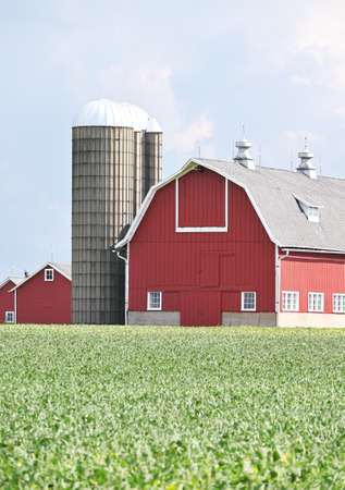 Barn Behind Soybean Fieldの写真素材