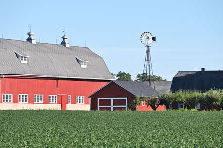 Barn Behind Soybean Fieldの写真素材