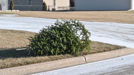 Discarded Christmas Treeの写真素材