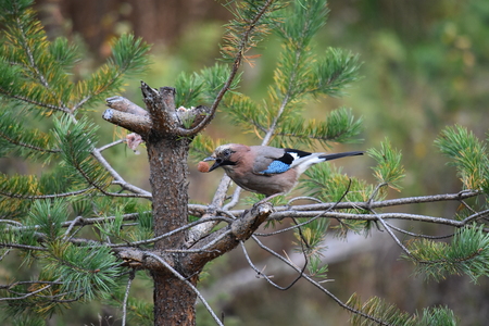 Blue Jay in Finland perched on treeの写真素材