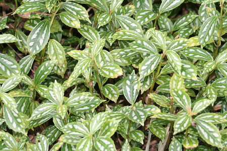Beautiful close up of leavesの写真素材
