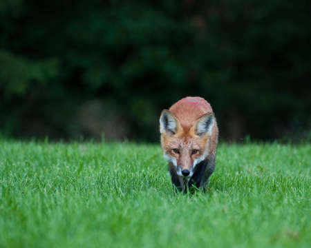 Juvenile Male Red Fox on the Prowlの写真素材