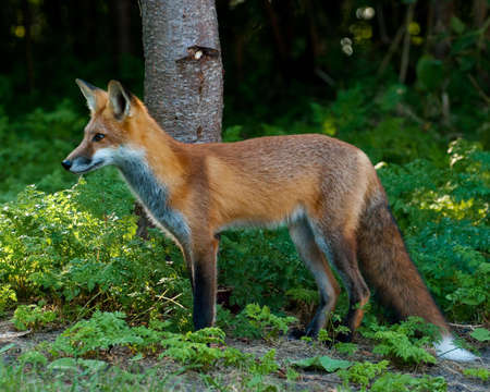 Juvenile Male Red Fox Standing at the edge of a forestの写真素材