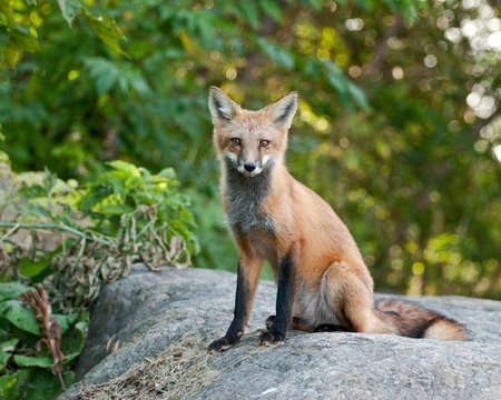 Female Juvenile Red Fox Sitting on a Boulderの写真素材
