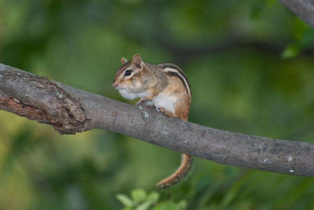Chipmunk on a branch - Cheeks Fullの写真素材