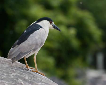 Black-capped Night-heron on Boulderの写真素材