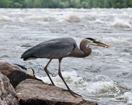 Great Blue Heron Fishing from a Boulder with fish in his beakの写真素材