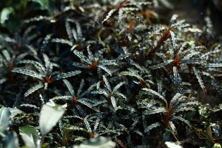 Bucephalandra sp Catherinaeの写真素材