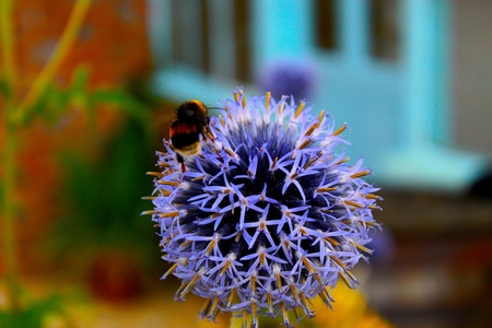 Bee on Flowerの写真素材