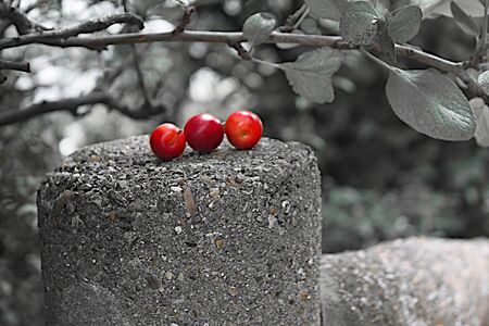 Berries on a fenceの写真素材