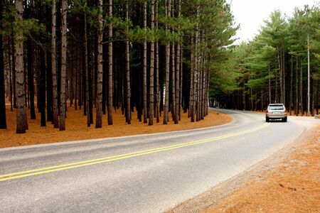         traveling through forest              