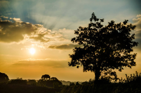 sunset with clouds and trees silhouetteの写真素材