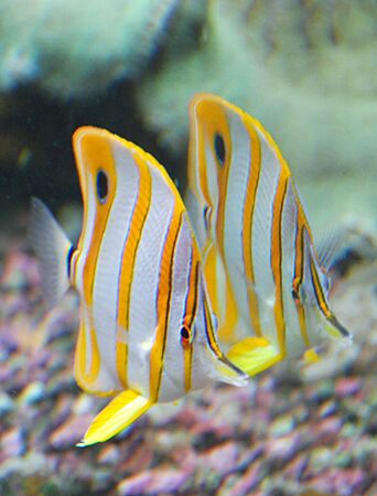 Coral fish swimming together with its picture on the aquarium glassの写真素材