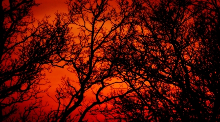 Branches silhouetted against sunset                         の写真素材