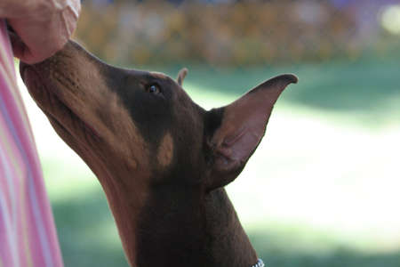 Doberman red female headの写真素材