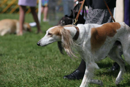 saluki on grassの写真素材