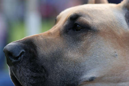 great dane headの写真素材