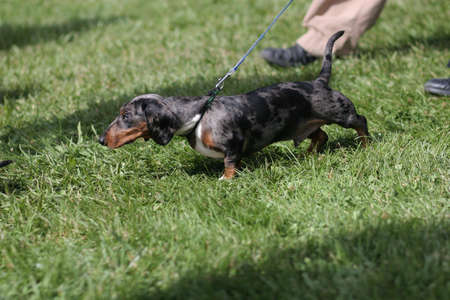 Dachshund walking on grassの写真素材