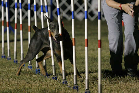 blue doberman doing agilityの写真素材
