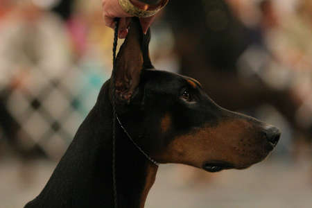 Black Doberman Head with standing earsの写真素材