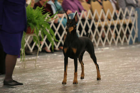 Black Doberman Standingの写真素材
