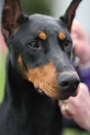 Black Doberman Head with standing earsの写真素材