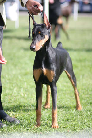 Black Female Doberman Standing の写真素材