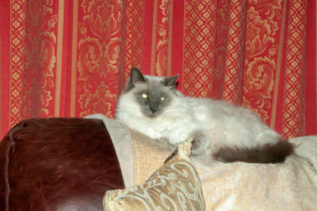Purebred Ragdoll cat lying on the top of the couchの写真素材