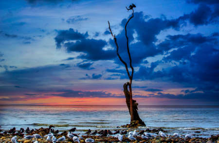 Single pied shag sitting on the op of the tree growing out of the sea with lots of other birdlife on the beachの写真素材
