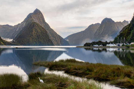 A small white heron bird nesting on the shore of Milford Sound with the amazing reflection of Mitre peak and the other tall peaksの写真素材