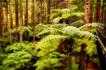 New Zealand native ferns and punga trees growing amidst the giant Californian redwoods in the forest at Whakarewarewa Rotoruuaの写真素材