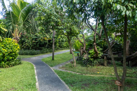 Paved pathway through the beautiful well manicured landscaped tropical gardens in Legian Baliの写真素材
