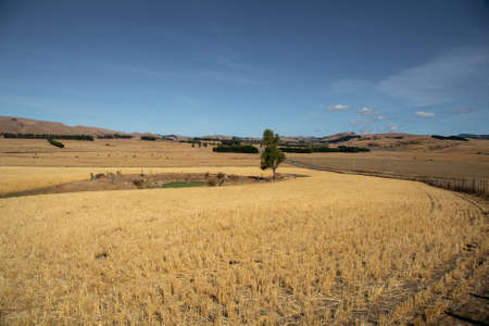 Burnt crops and paddocks in the height of a summer drought in Martinborough New Zealandの写真素材