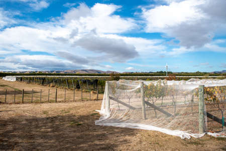 Day 1 of Covid 19 lockdown (just me and my bike  in Martinborough surrounded by vineyards) , while my wife self isolates in our own house after just having returned from the UKの写真素材