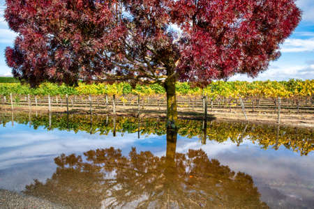 Martinborough vineyard and autumn tree foliage reflected in rain puddle water after a stormの写真素材