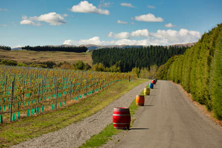 A slash of colour in the row of painted wine barrels alongside rows of grape vines in the vineyard driveway entranceの写真素材