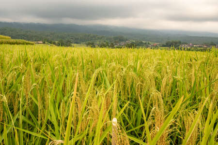 Tall lush rice plants in the rice paddy ready for Harvest in the highlands of central Bali Indonesiaの写真素材