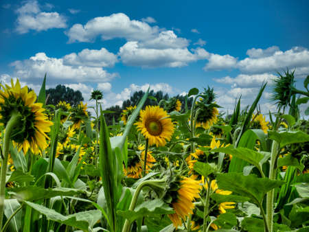 Bright yellow field of sunflowers under a blue sunny cloudy skyの写真素材