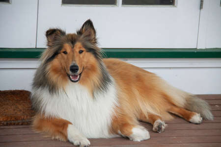 single rough coated collies lassie dogの写真素材