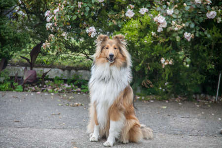 Young female purebred rough coated collie sitting on the groundの写真素材